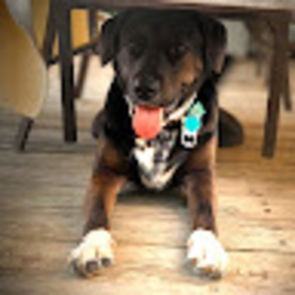 Meet your Posher, Dood - Picture 1 of 1